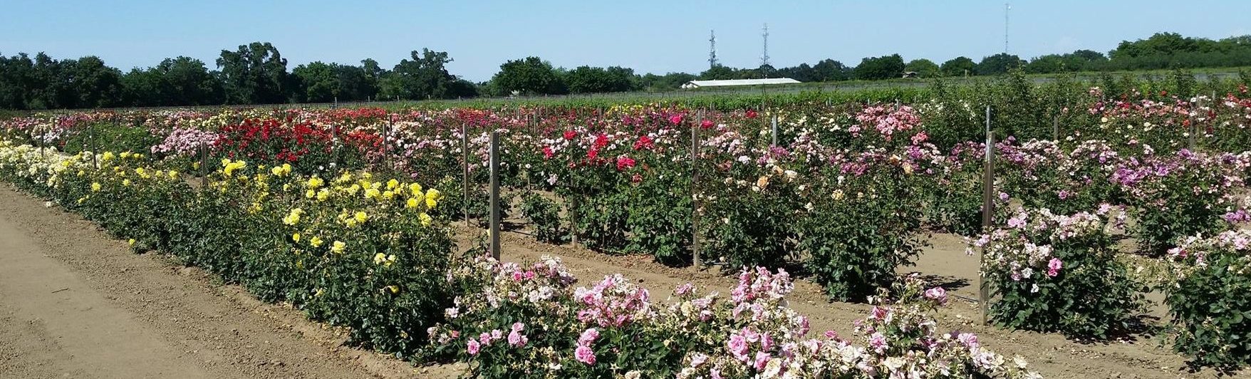 Rose plantation