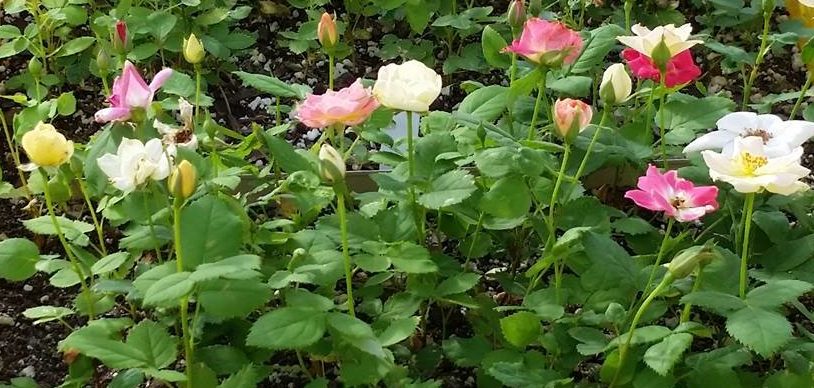 Multicolored roses