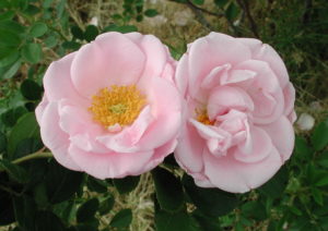 Pink disease resistant roses