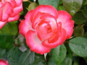 Pink rose
